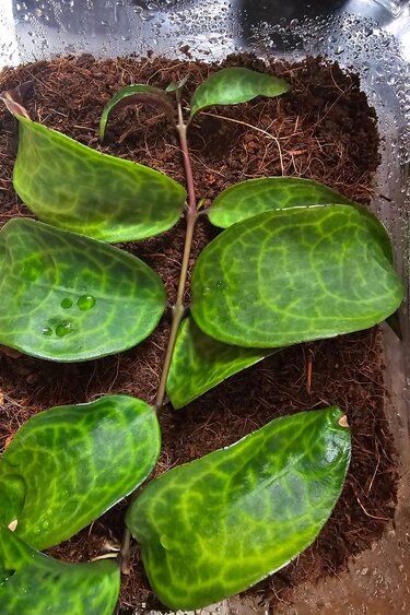 Plante Aeschynanthus Lipstick vine