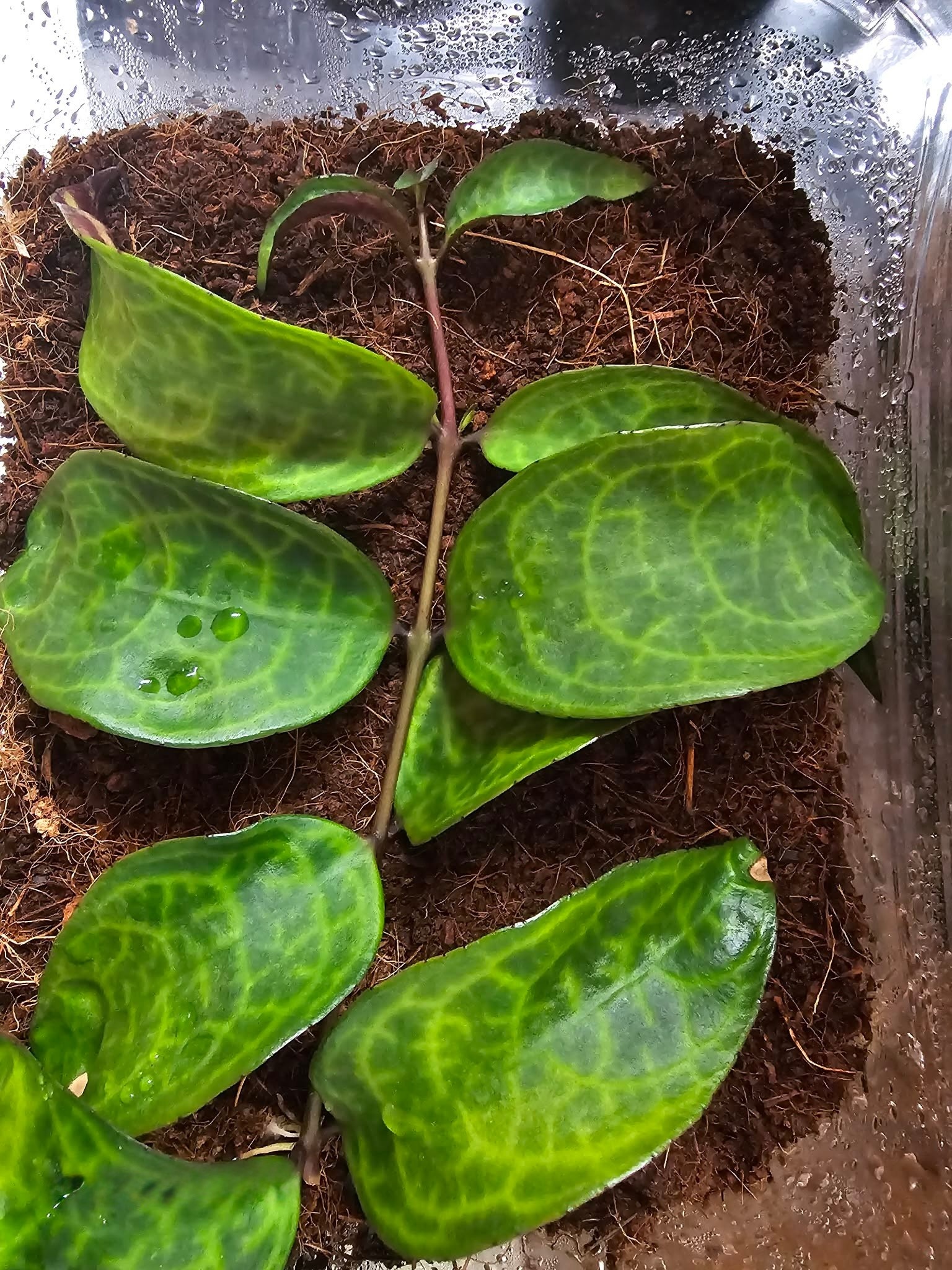 Plante Aeschynanthus Lipstick vine