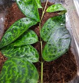 Plante Aeschynanthus Lipstick vine