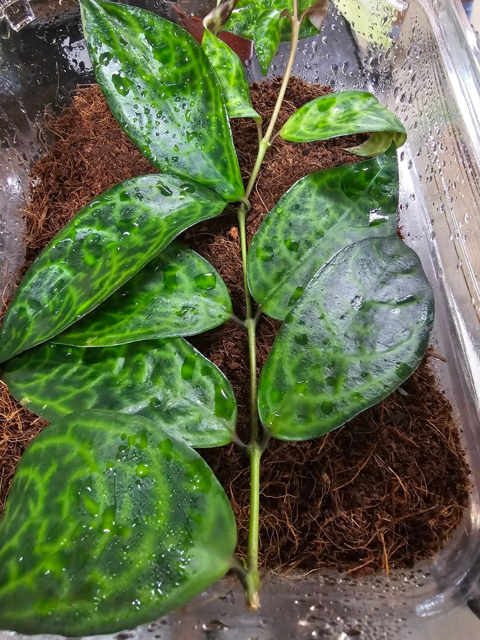 Aeschynanthus Lipstick vine Plant