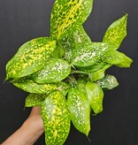 Magazoo Plante Dracaena Surculosa 'Florida Beauty'