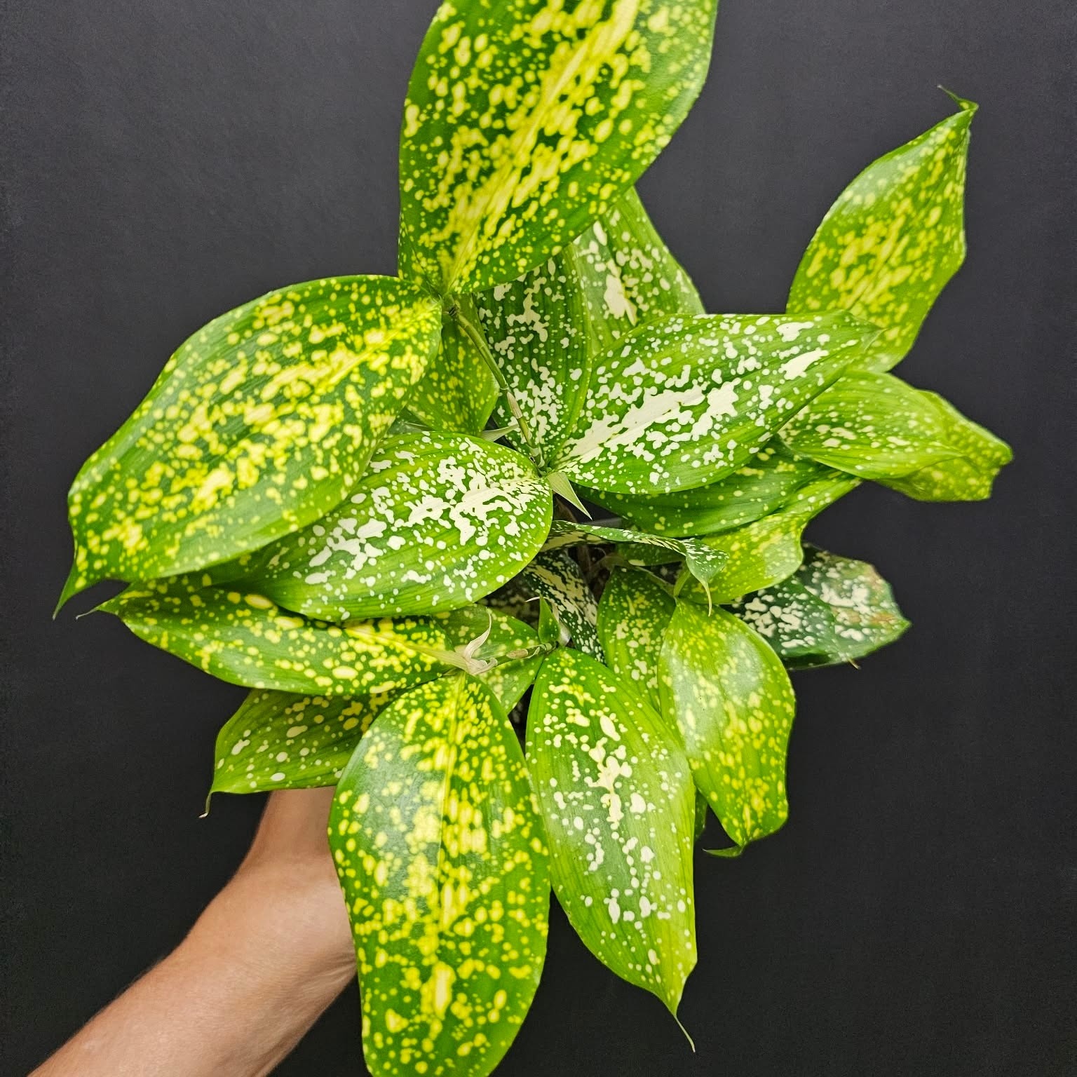 Magazoo Dracaena Surculosa 'Florida Beauty' Plant