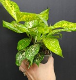 Magazoo Plante Dracaena Surculosa 'Florida Beauty'