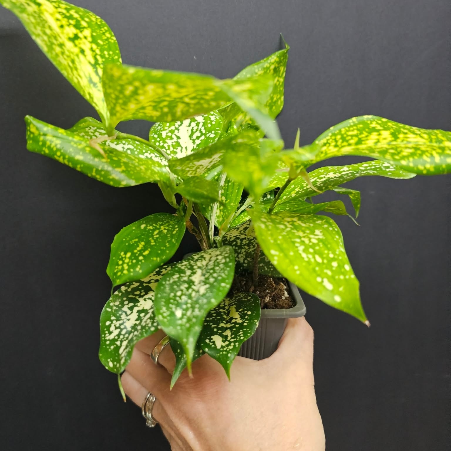 Magazoo Plante Dracaena Surculosa 'Florida Beauty'