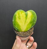 Magazoo Hoya Kerrii Variegata Plant 6cm