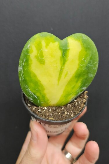 Magazoo Plante Hoya Kerrii Variegata 6cm