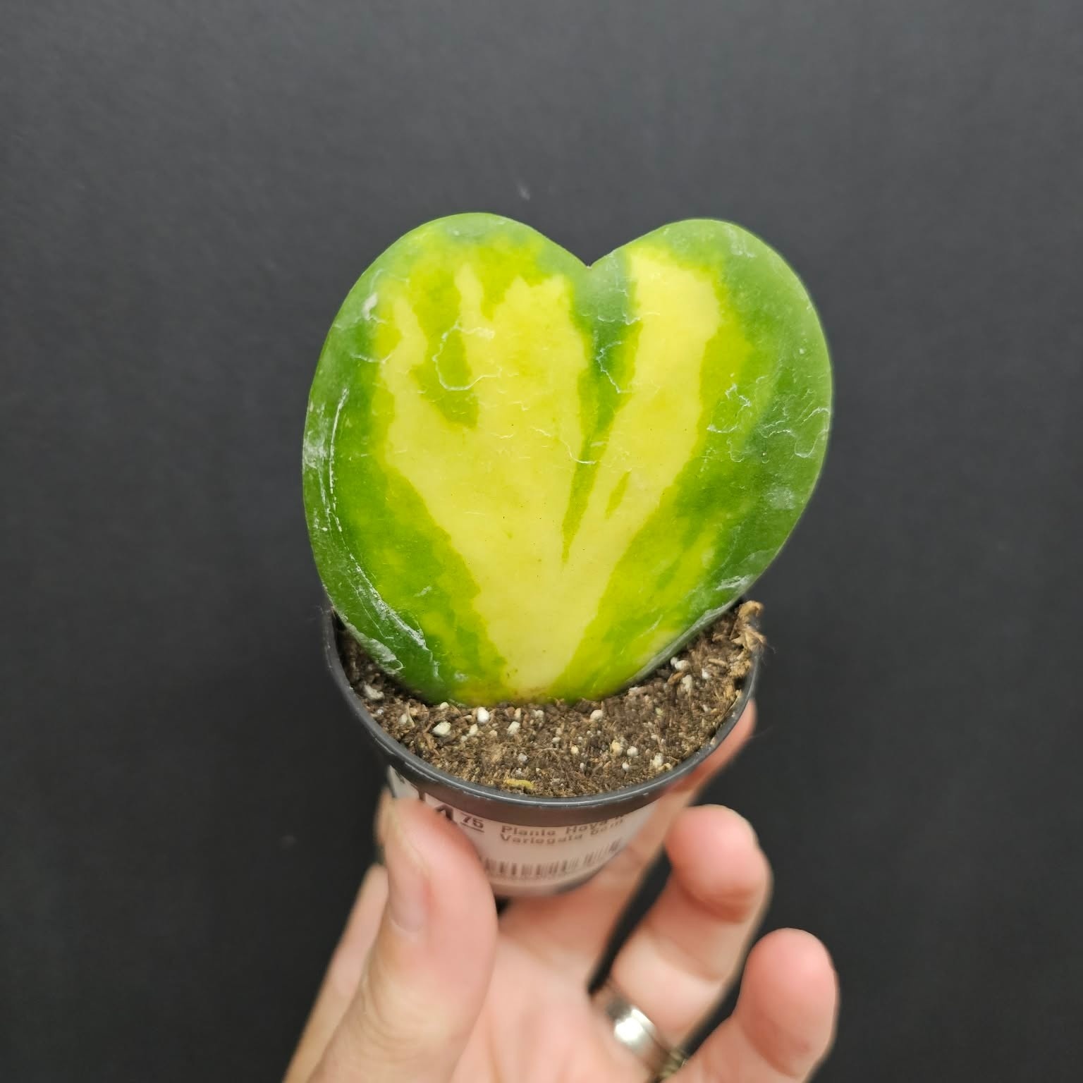 Magazoo Plante Hoya Kerrii Variegata 6cm