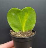 Magazoo Plante Hoya Kerrii Variegata 6cm