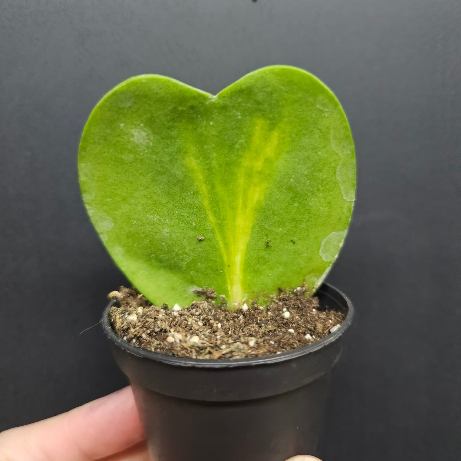Magazoo Hoya Kerrii Variegata Plant 6cm