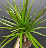 Magazoo Dracaena marginata sur troncs