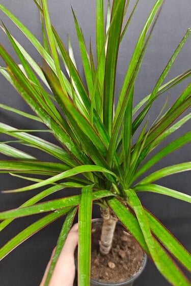 Magazoo Dracaena marginata on tree trunks