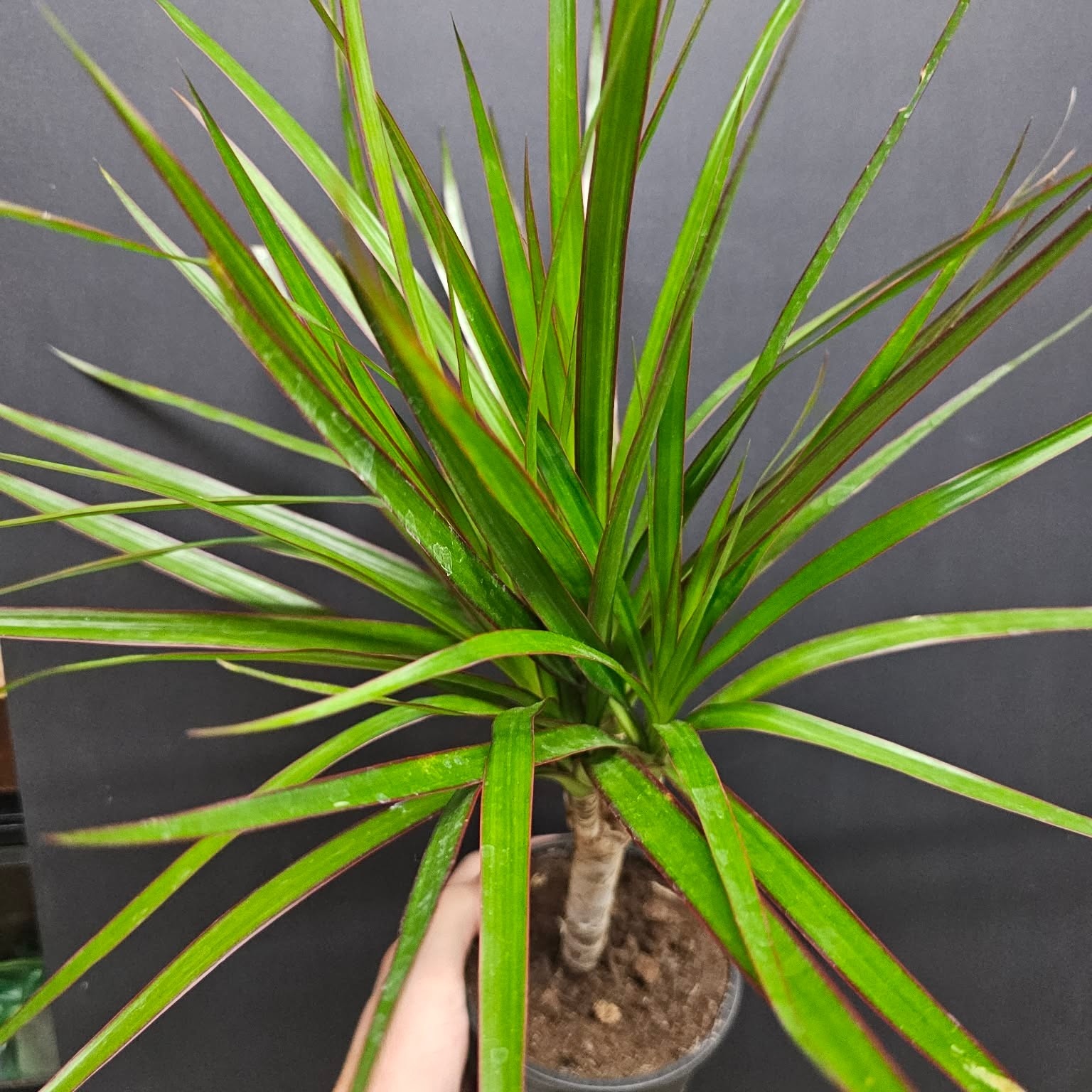 Magazoo Dracaena marginata sur troncs