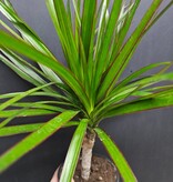 Magazoo Dracaena marginata sur troncs