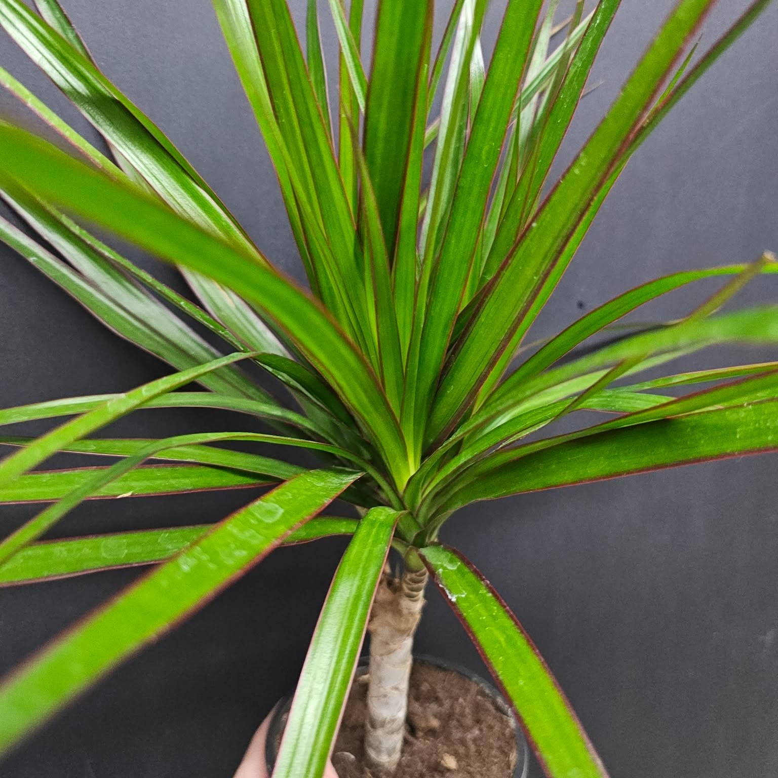 Magazoo Dracaena marginata sur troncs
