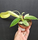 Magazoo Plante Philodendron 'Florida Ghost'