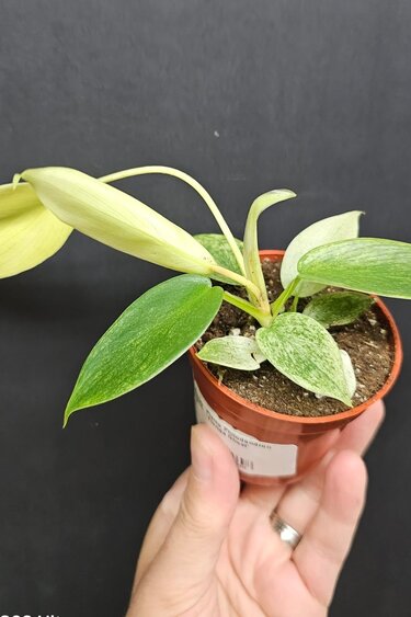 Magazoo Philodendron 'Florida Ghost' Plant