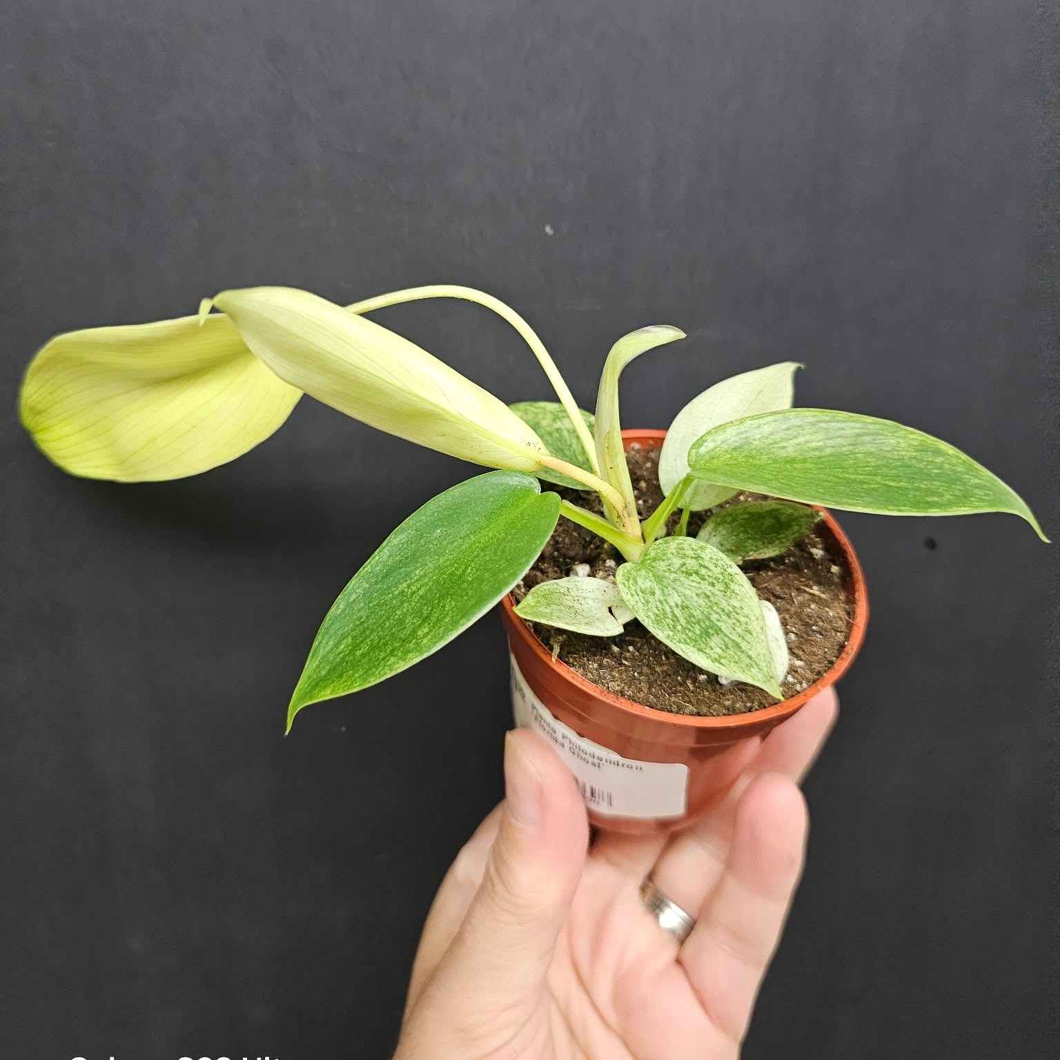 Magazoo Plante Philodendron 'Florida Ghost'