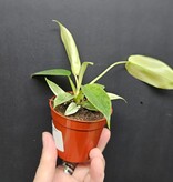 Magazoo Plante Philodendron 'Florida Ghost'