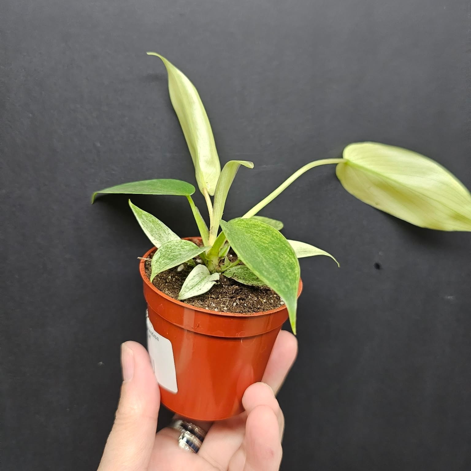 Magazoo Philodendron 'Florida Ghost' Plant