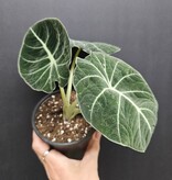 Magazoo Plante Alocasia 'Black Velvet'