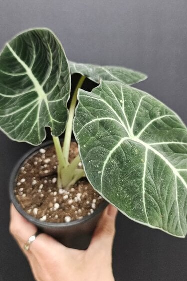Magazoo Alocasia 'Black Velvet' Plant