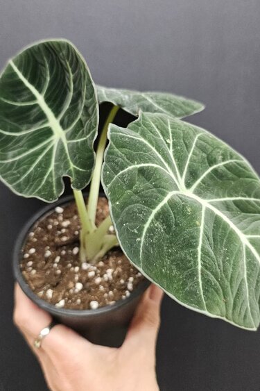 Magazoo Plante Alocasia 'Black Velvet'