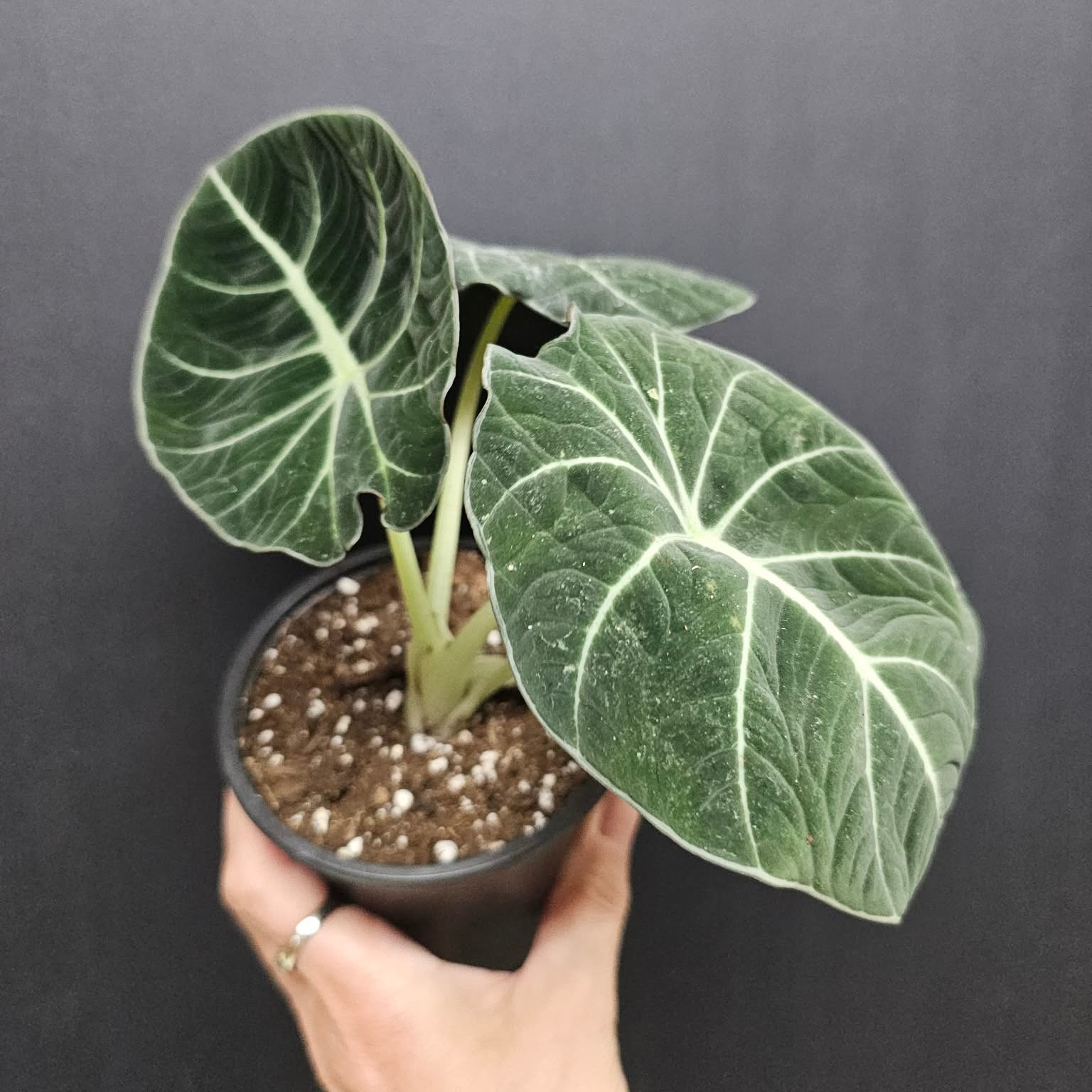 Magazoo Alocasia 'Black Velvet' Plant