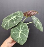 Magazoo Alocasia 'Black Velvet' Plant