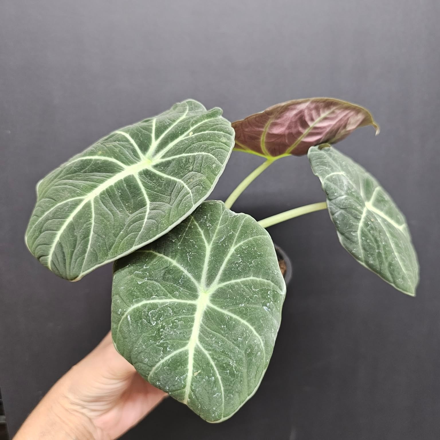 Magazoo Plante Alocasia 'Black Velvet'