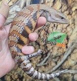 Magazoo Northern  Blue tongue skink #2