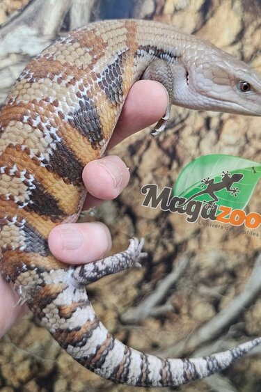 Magazoo Northern  Blue tongue skink #2