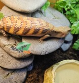 Magazoo Northern  Blue tongue skink #2