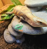 Magazoo Northern  Blue tongue skink #2