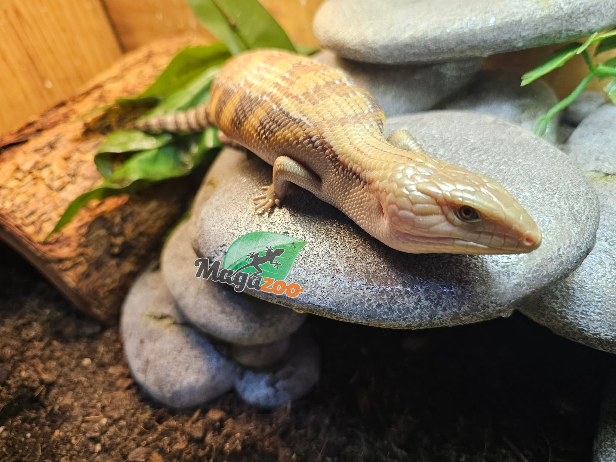 Magazoo Northern  Blue tongue skink #2