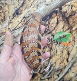 Magazoo Northern  Blue tongue skink #2