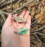 Magazoo Baby Male #B leatherback Bearded Dragon 06/17/26