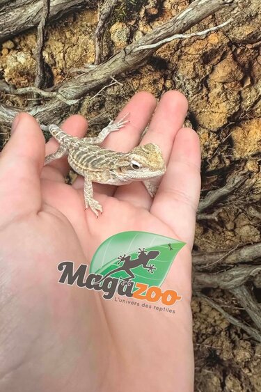 Magazoo Baby Male #B leatherback Bearded Dragon 06/17/26