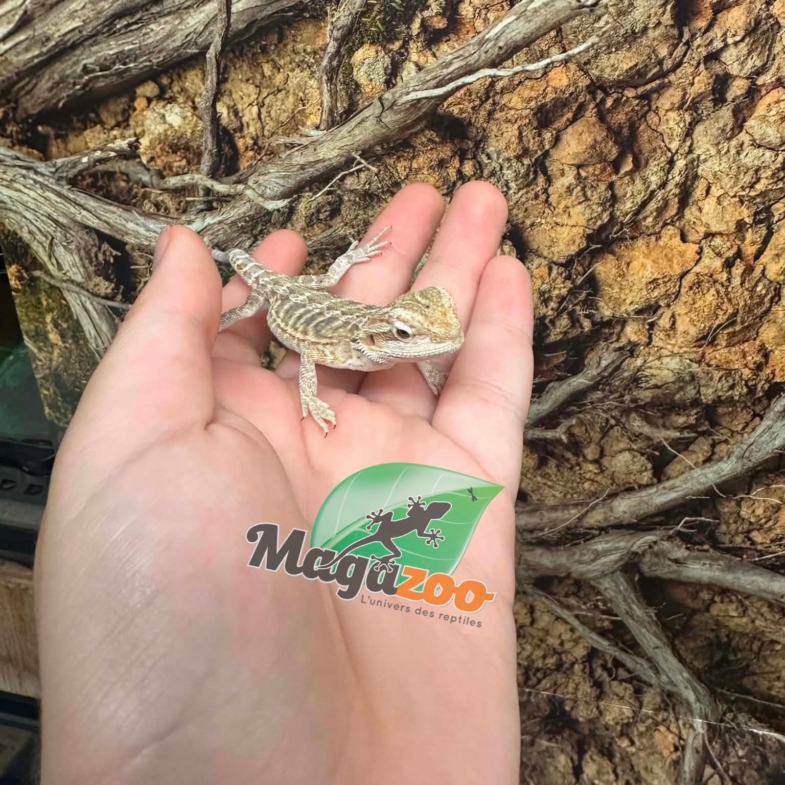 Magazoo Baby Male #B leatherback Bearded Dragon 06/17/26