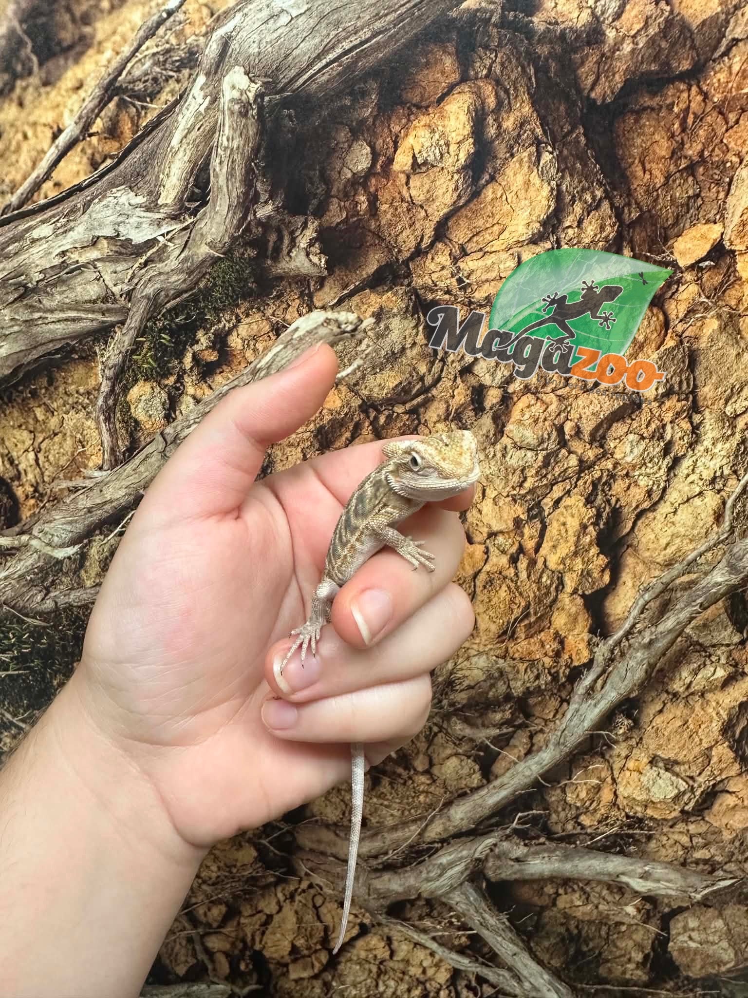 Magazoo Dragon barbu Bébé #B leatherback mâle 17/06/26
