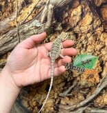 Magazoo Baby Male #B leatherback Bearded Dragon 06/17/26
