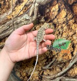 Magazoo Dragon barbu Bébé #B leatherback mâle 17/06/26
