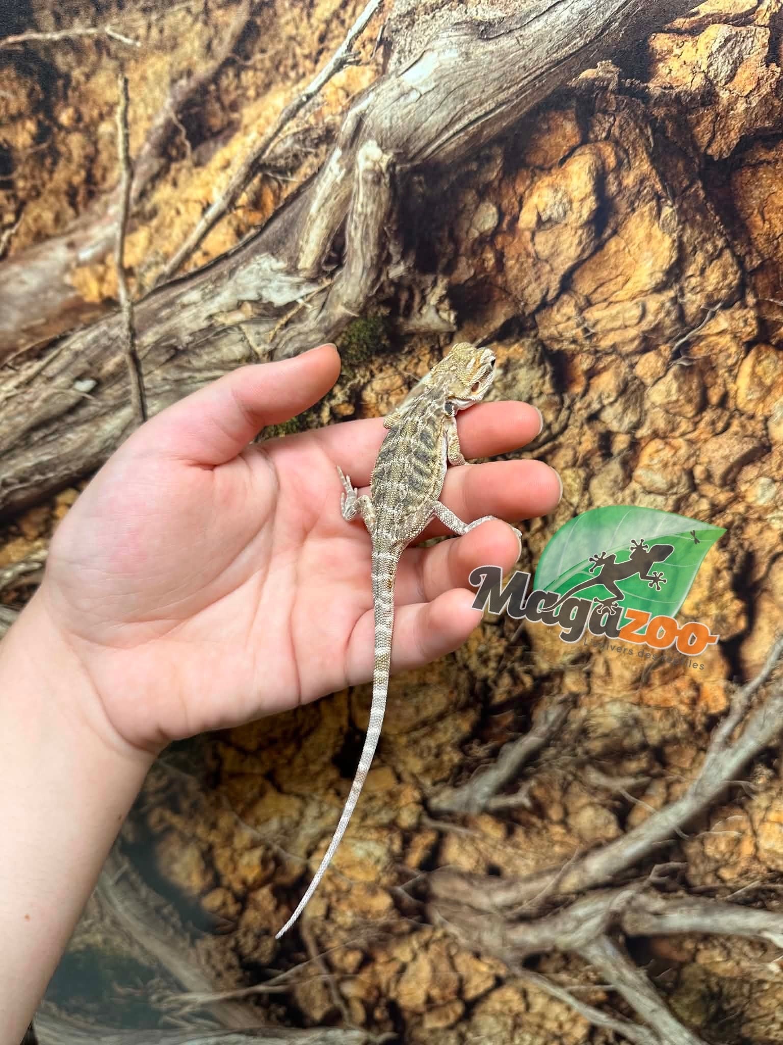Magazoo Baby Male #B leatherback Bearded Dragon 06/17/26