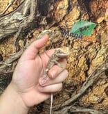 Magazoo Baby Male #B leatherback Bearded Dragon 06/17/26