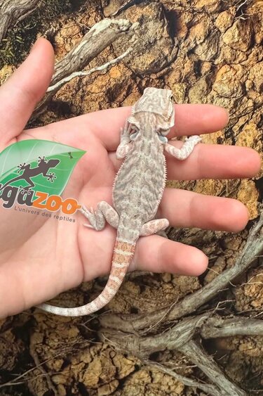 Magazoo Baby Female #A Hypo Leatherback Bearded Dragon 06/17/26