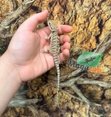 Magazoo Baby Male #C Leatherback Bearded Dragon 06/17/26