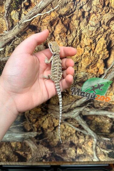 Magazoo Baby Male #C Leatherback Bearded Dragon 06/17/26