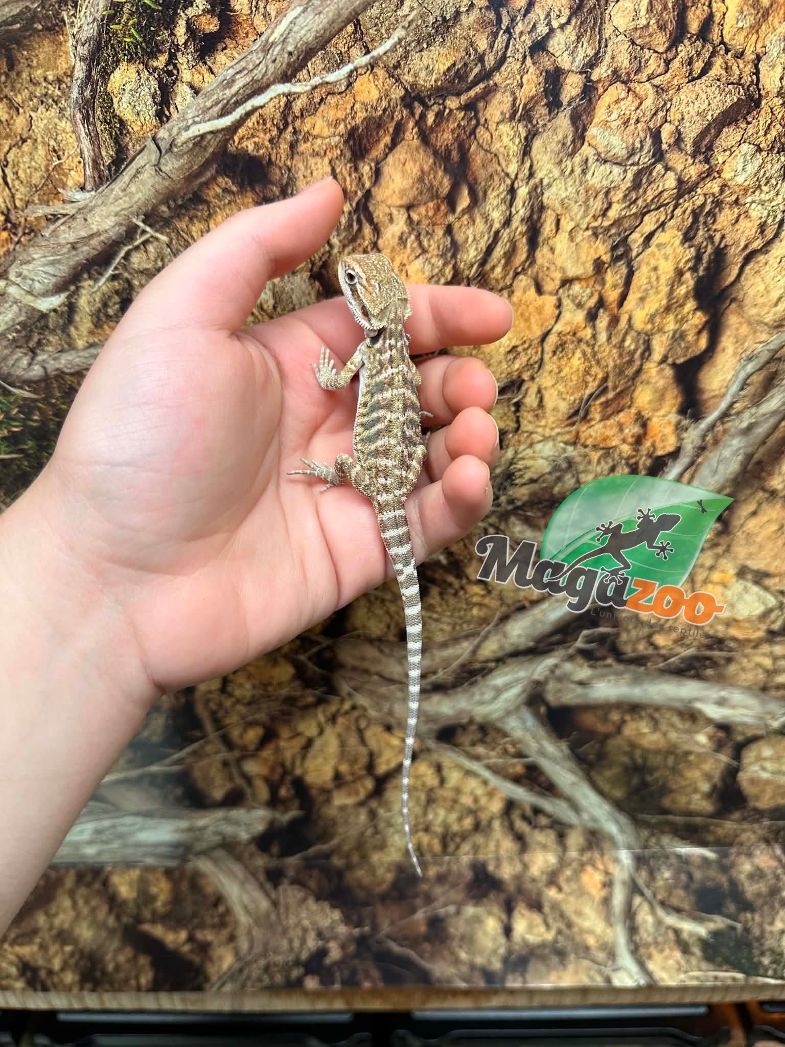 Magazoo Baby Male #C Leatherback Bearded Dragon 06/17/26