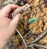 Magazoo Baby Female #D Hypo Bearded Dragon 06/17/2026