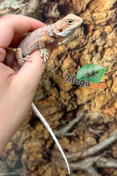 Magazoo Baby Female #D Hypo Bearded Dragon 06/17/2026
