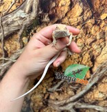Magazoo Baby Female #D Hypo Bearded Dragon 06/17/2026